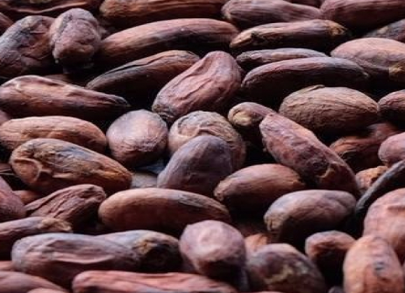 gallery/cocoa beans