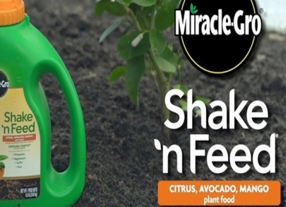 gallery/miracle-gro shake 'n feed citrus, avocado, mango plant food