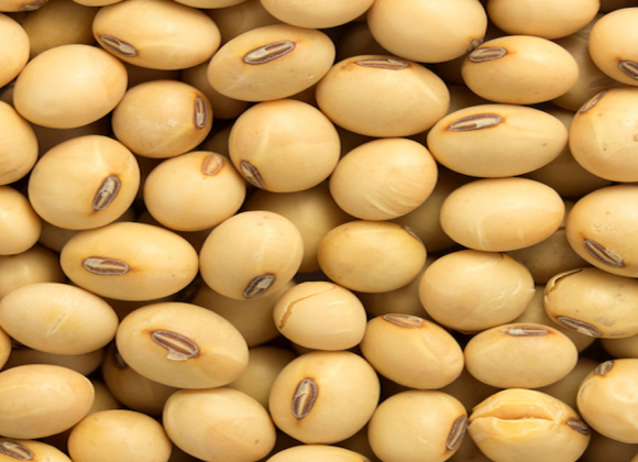 gallery/soy beans